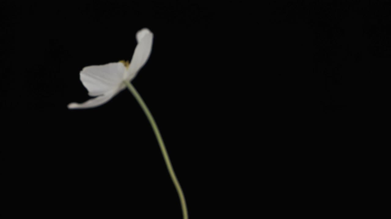 旋转的白色盛开的海葵花。特写镜头。孤立的