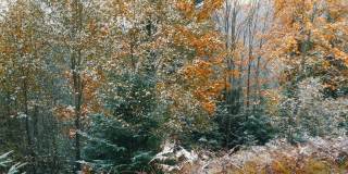 喀尔巴阡山脉覆盖着初雪，蕨类植物，云杉和树木