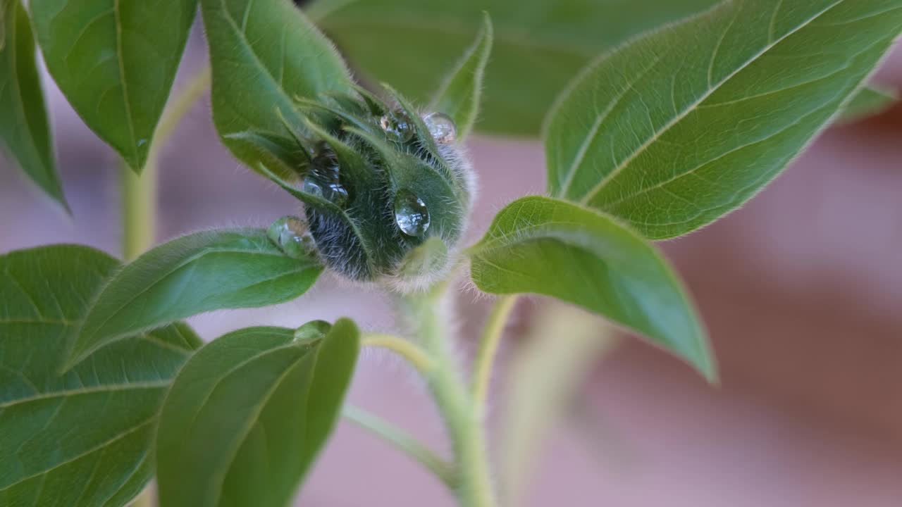 绿芽上的一滴水。新鲜的花蕾上毛之间的水滴