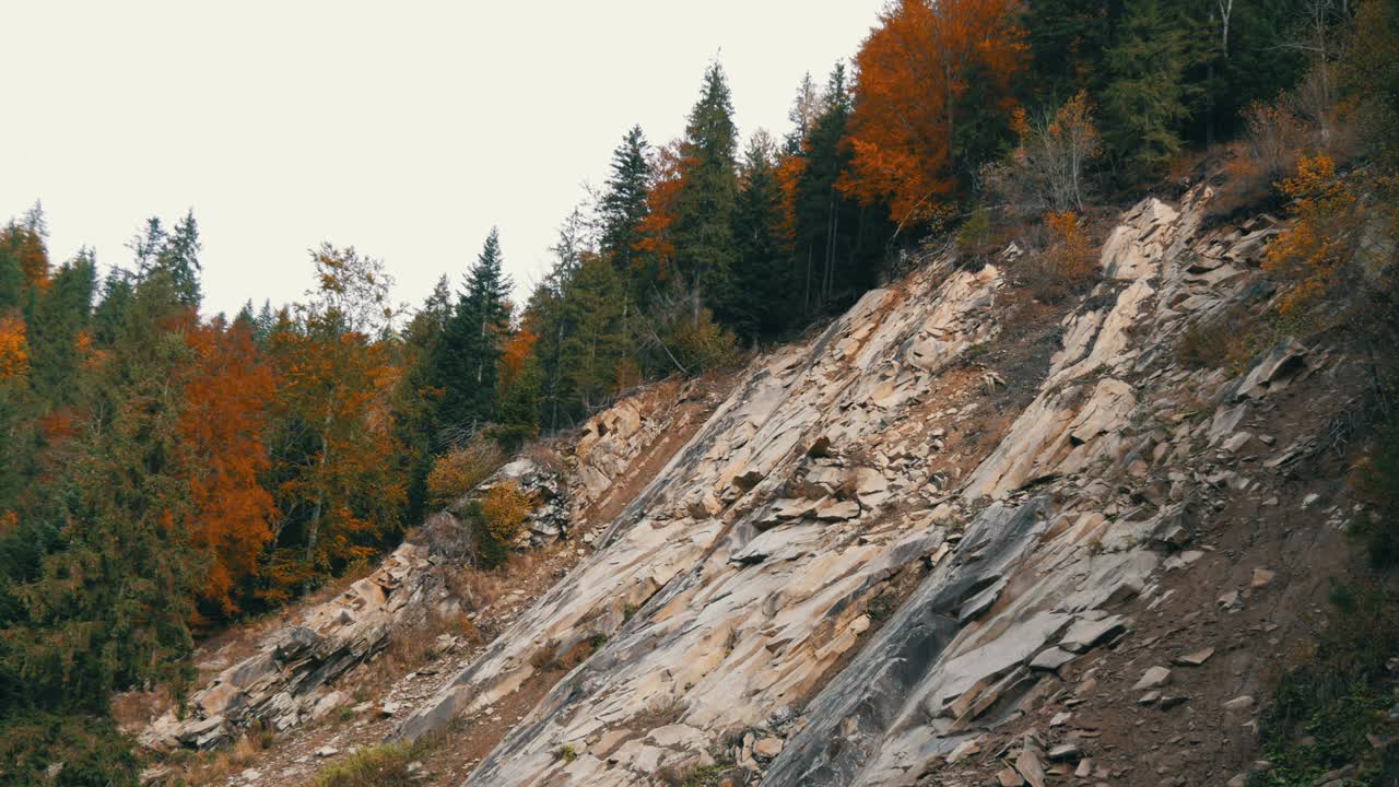 有白色岩石的山地土壤，秋天的树木生长在上面，有各种各样的叶子。乌克兰的喀尔巴阡山脉