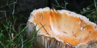 巨大的巨型蘑菇在草地近距离观察。秋收十月香菇