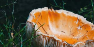 巨大的巨型蘑菇在草地近距离观察。秋收十月香菇