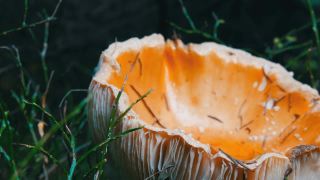 巨大的巨型蘑菇在草地近距离观察。秋收十月香菇视频素材模板下载