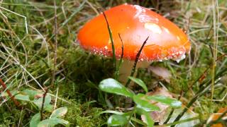 大红蝇木耳在草秋天在10月。蘑菇的收获季节视频素材模板下载