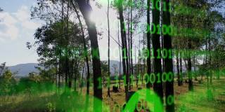 桉树森林。森林砍伐。在桉树森林的未来二进制代码。