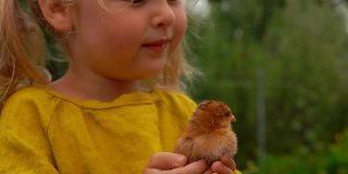 两个可爱的小女孩看着和抚摸着小鸡的特写镜头