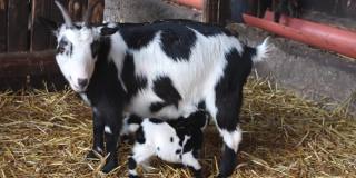 小羊羔喝妈妈的奶的特写镜头。羊咀嚼着，等着孩子喝牛奶。胶片颗粒