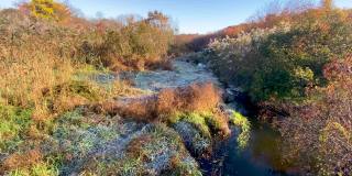 在巴比伦村的卡尔河上，霜冻覆盖了灌木
