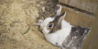 特写镜头:一只可爱的黑白相间的农场兔子趴在木栅栏附近的泥土地上嗅着。