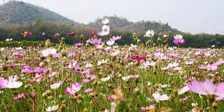 夏日的微风吹拂着田野的鲜花。