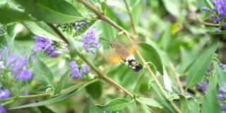 一只大黄蜂昆虫正在辛勤地从花园里的紫色花朵中采集花蜜。