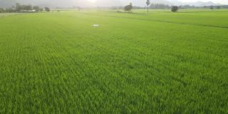 农民在阳光明媚的稻田里使用无人机