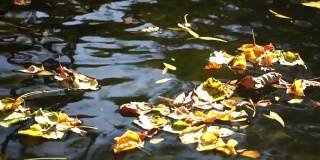 一个平静的淡水河的特写，明亮的秋天落叶。缓慢运动的水面平静地流动与太阳的反射。秋景自然