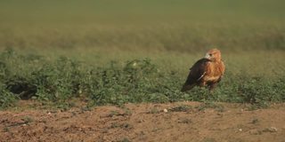 卡尔梅基亚的长腿秃鹰(Buteo rufinus)