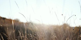 秋天的田野与干燥的秋天草在温暖的金色小时日落