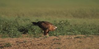 卡尔梅基亚的长腿秃鹰(Buteo rufinus)