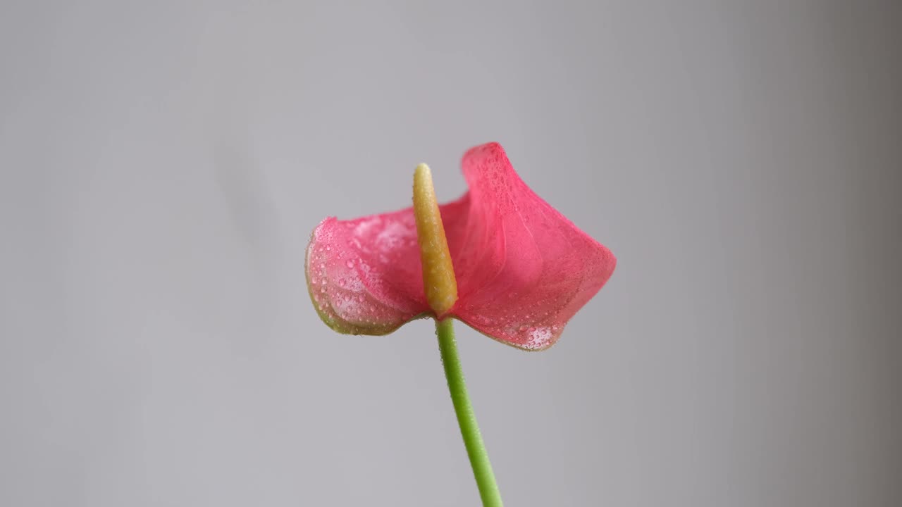红色的花上有小水滴。花上的晨露在微风中颤抖