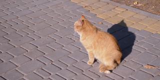 一只无家可归的姜黄色猫坐在铺路石上，晒太阳。侧视图。4 k