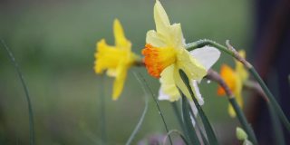 黄色和橙色的黄水仙，或叫Jonquils，在一场春雨中仍然湿漉漉的