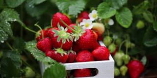 白色的木篮子里装满了成熟的红色多汁的草莓，草莓植株上滴着水