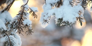 冬季森林——松柏树枝上松软的雪。