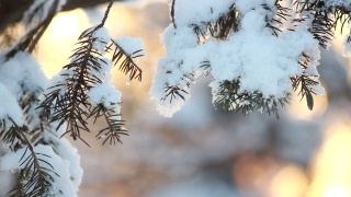 冬季森林——松柏树枝上松软的雪。视频素材模板下载