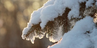 冬季森林——松柏树枝上松软的雪。