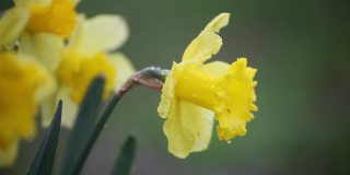黄色的黄水仙，或叫永葵，在一场春雨中仍然湿漉漉的，在风中摇曳