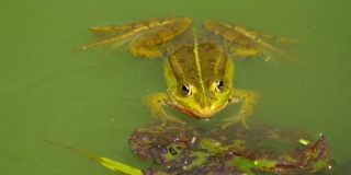 一只绿色的青蛙坐在池塘里，看着镜头跑开了。