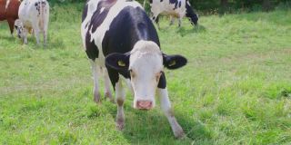 近距离观察可爱的白黑奶牛在牧场上。美丽的动物的背景。瑞典。