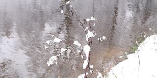 全高清视频很多雪在灌木附近的水特写，微风是移动