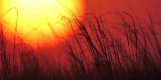 日落和草地，卡尔梅克共和国的大草原