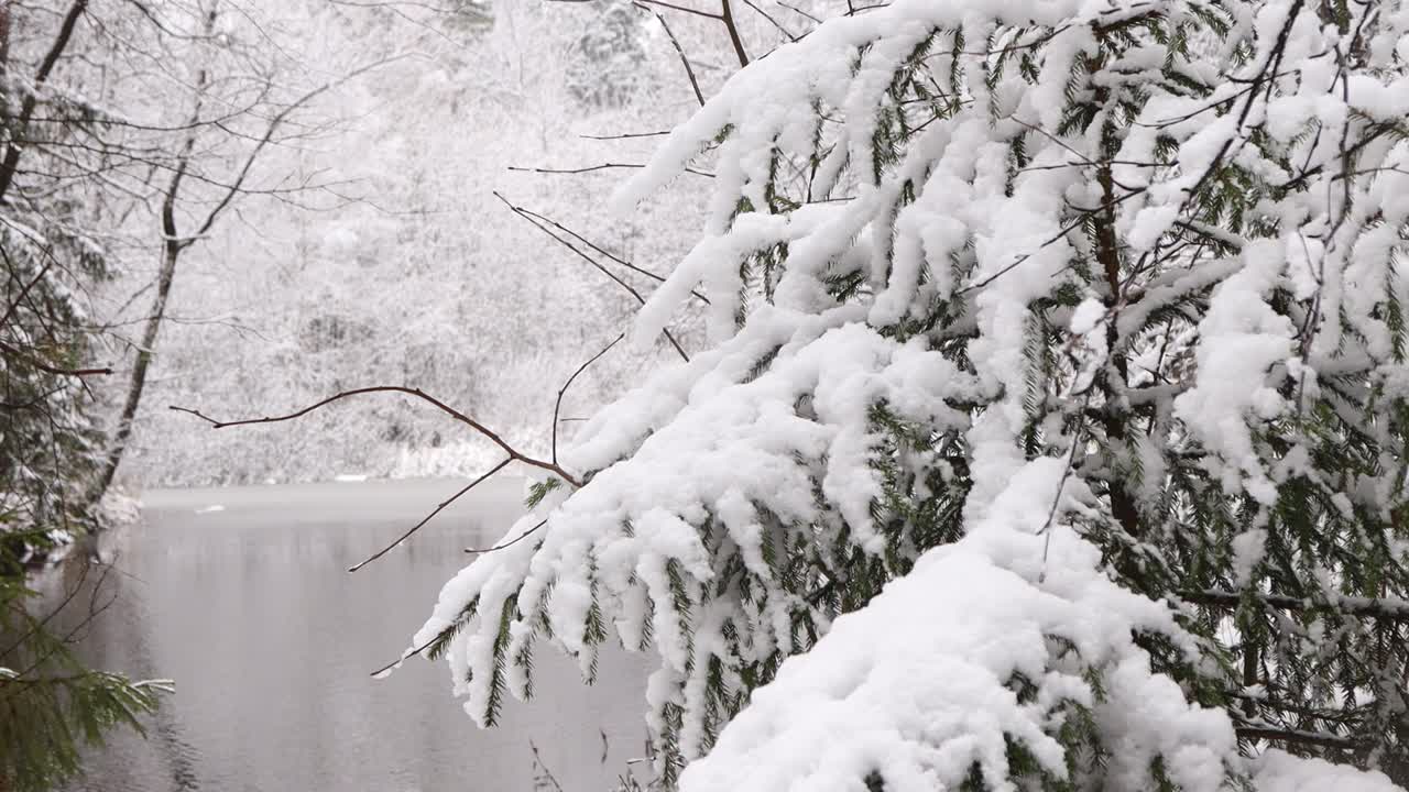 全高清视频很多雪在云杉松树树枝特写，微风吹