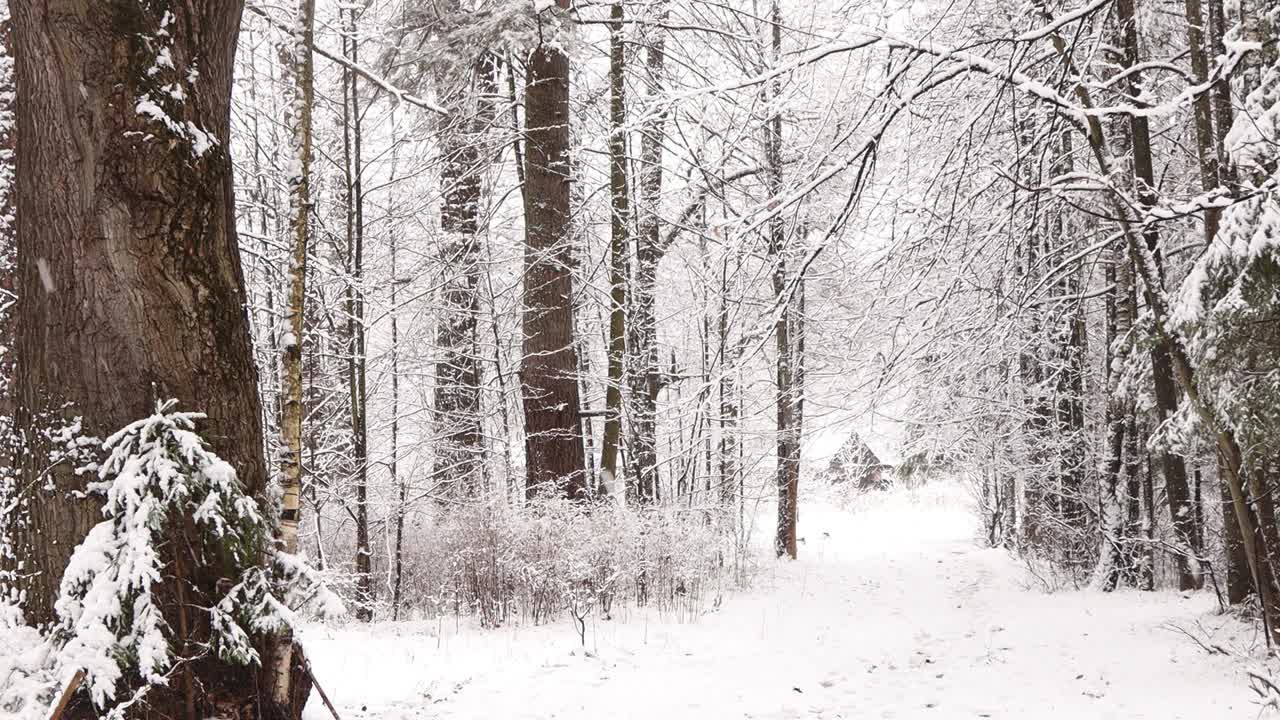 全高清视频冬季胡同森林里白色的雪花从天空中飘落，飘落树木的雪花