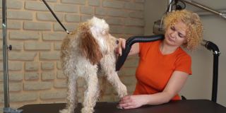 专业女性美容师干燥卷曲的拉布拉多贵宾狗的头发后，洗浴在餐桌美容沙龙。