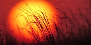 日落和草地，卡尔梅克共和国的大草原