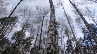 自然:白桦林，白天有桦树视频素材模板下载