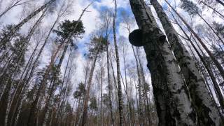 自然:白桦林，白天有桦树视频素材模板下载