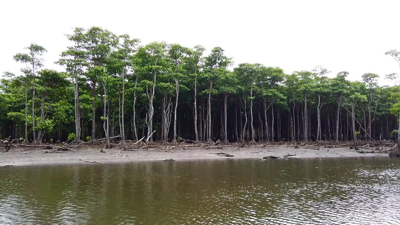 原始森林