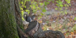 东部灰松鼠(Sciurus carolinensis)坐在树桩上，看着镜头跑开了