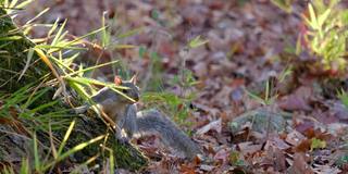 东部灰松鼠(Sciurus carolinensis)看着镜头跑开了