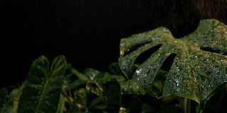 绿色的叶子和水滴的慢动作镜头，多利在黑色背景中拍摄。