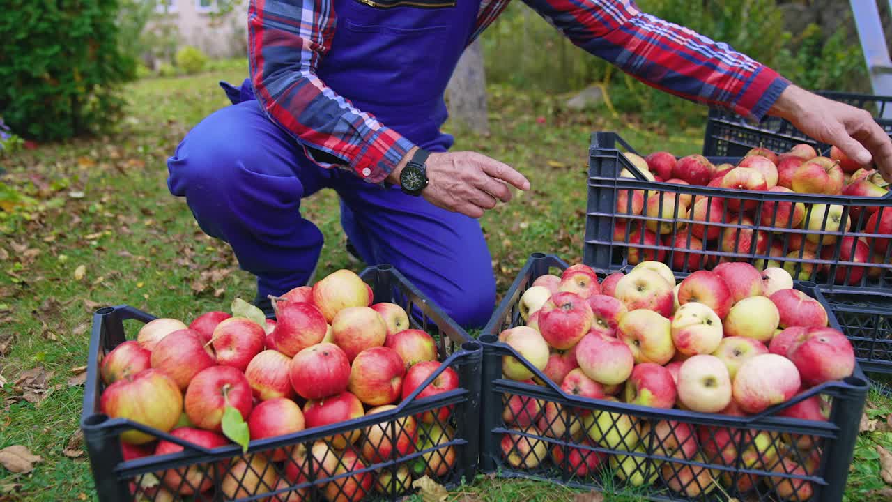 拿着装满苹果的篮子干活的农民。有机新鲜水果篮子。