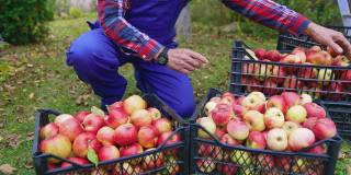 拿着装满苹果的篮子干活的农民。有机新鲜水果篮子。
