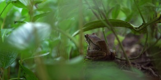 在台湾，成年青蛙在池塘边休息，旁边是绿色的蔬菜叶子