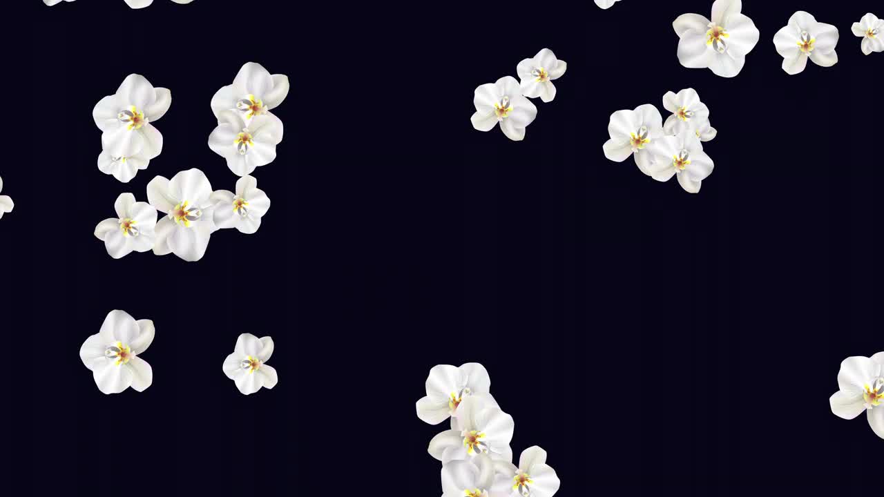 动画飞白蝴蝶兰开花。无缝环图案热带兰花花在黑色。婚礼、情人节、母亲节用的热带鲜花。4 k运动图形