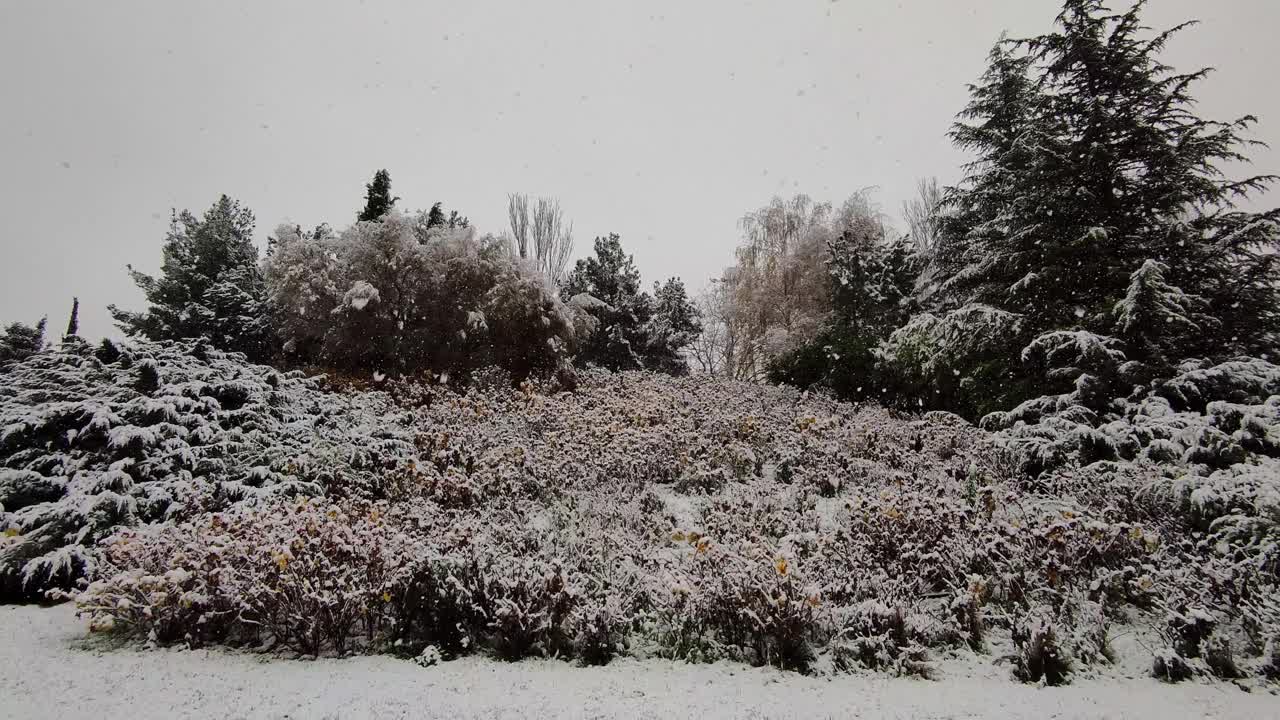 冬天的到来，西班牙瓦拉多利德的坎特拉克公园的树木和灌木上迎来了第一场降雪