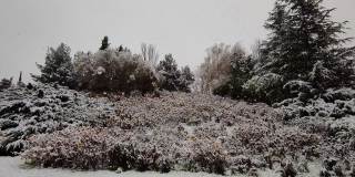 冬天的到来，西班牙瓦拉多利德的坎特拉克公园的树木和灌木上迎来了第一场降雪