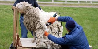 从羊身上剪取生态羊毛。专业农民在户外用电动理发器剪羊毛。传统的春季剪羊毛。