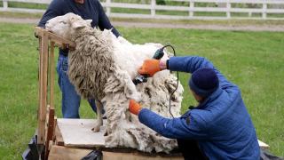 从羊身上剪取生态羊毛。专业农民在户外用电动理发器剪羊毛。传统的春季剪羊毛。视频素材模板下载